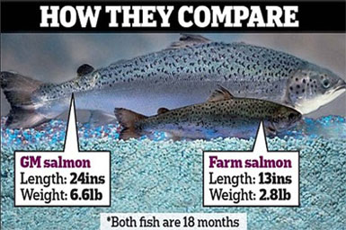 GMO-salmon.jpg