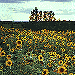 Sunflowers-Thumb.gif