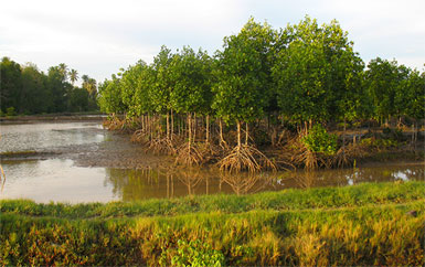 mangroves-Indonesia-final.jpg